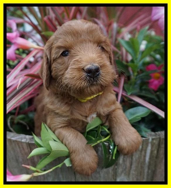 Prim and benz pups 4 wks old 171