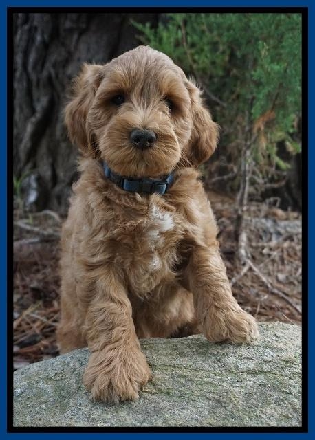 Cookie Benz pups 7 wks old 181