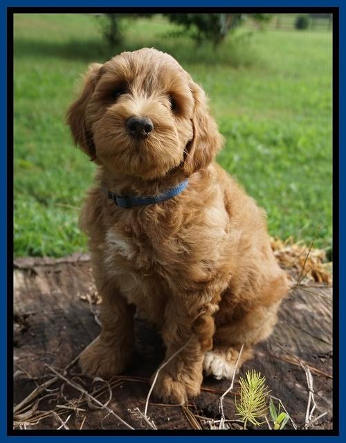 Cookie Benz pups 7 wks old 201