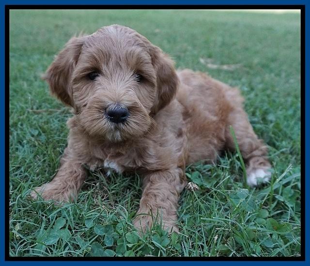 Prim Benz pups 6 weeks old 271