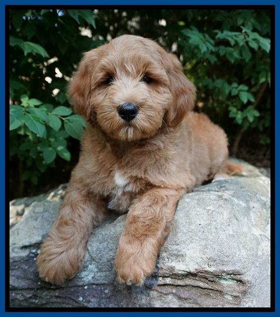 Prim Benz pups 8 wks old 71