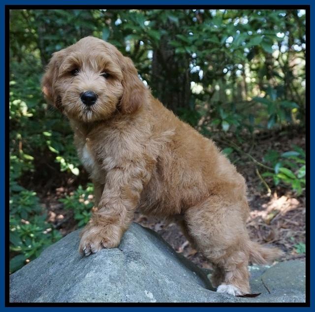 Prim Benz pups 8 wks old 81