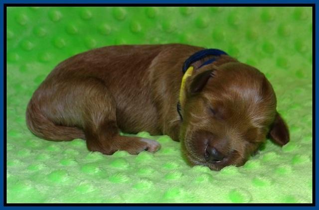 Prim and Benz pups 1 wk old111