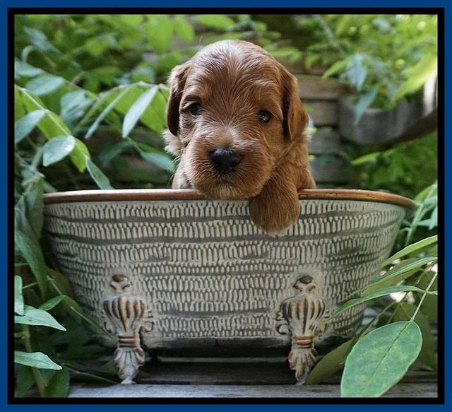 Prim and benz pups 3 wks old 181