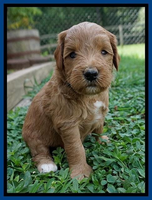 Prim and benz pups 4 wks old 121