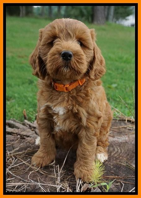 Cookie Benz pups 7 wks old 241