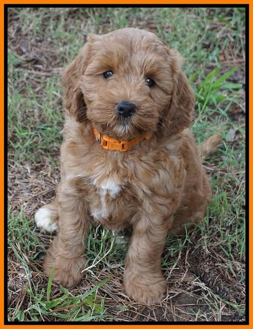 Cookie Benz pups 7 wks old 261