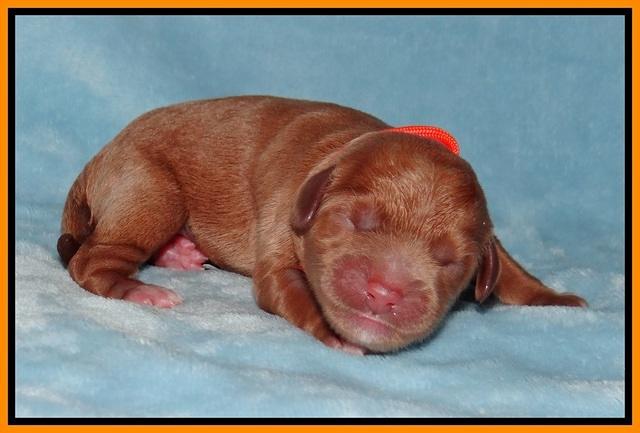 Prim Benz Newborn pics 141