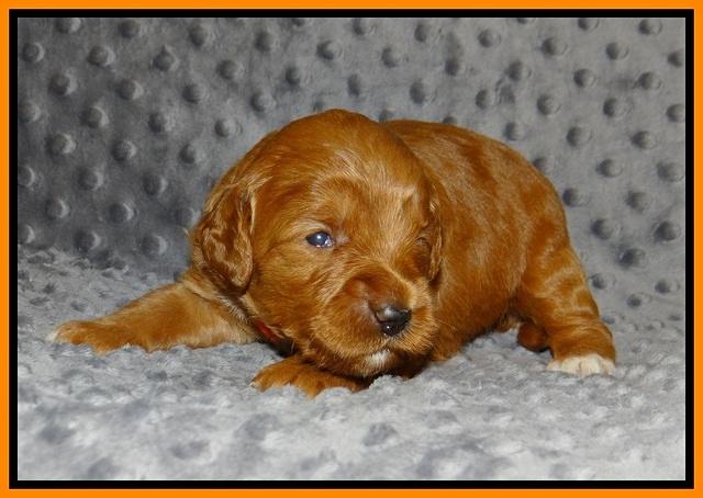 Prim Benz pups 2 wks old131