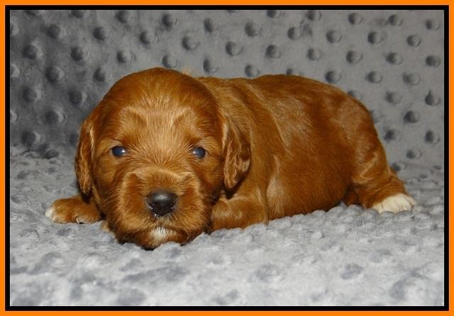 Prim Benz pups 2 wks old141