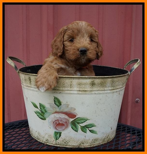 Prim Benz pups 5 wks old 241