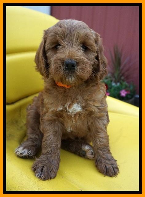 Prim Benz pups 6 weeks old 301