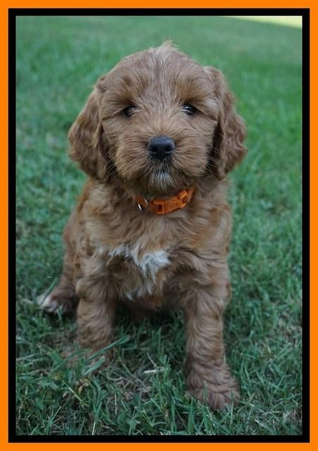 Prim Benz pups 6 weeks old 321