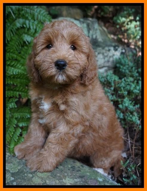 Prim Benz pups 8 wks old 11