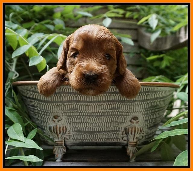 Prim and benz pups 3 wks old 211