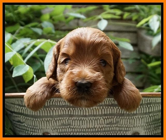 Prim and benz pups 3 wks old 221