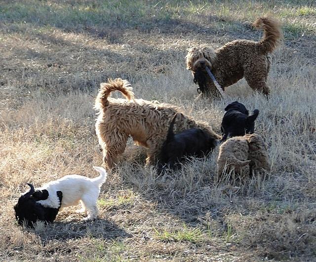 Dancer Bailey puppies 6 weeks old playtime 002