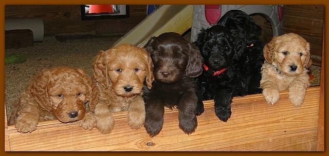 Dancer Bailey puppies 6 weeks old playtime 029