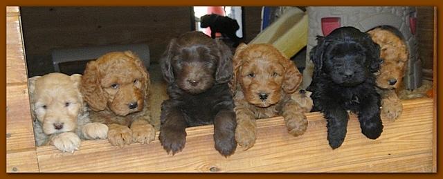 Dancer Bailey puppies 6 weeks old playtime 032