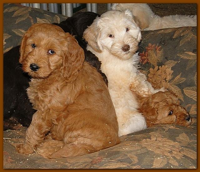 Dancer Bailey puppies 7 weeks snow 030