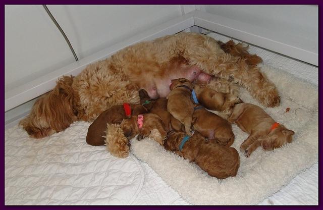 Dancer Ripley puppies 1 week old 041