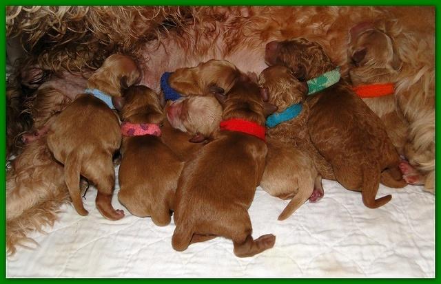 Dancer Ripley puppies newborn 11 22 10 005