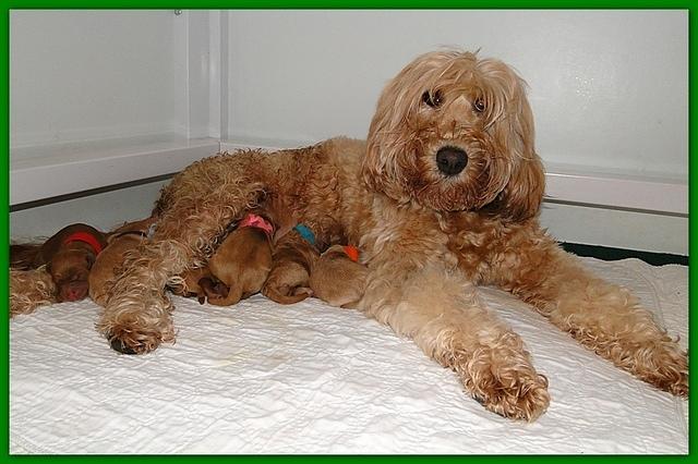Dancer Ripley puppies newborn 11 22 10 010