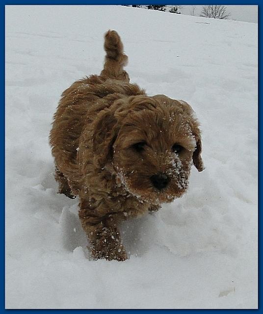 Dancer Bailey puppies 7 weeks snow 029