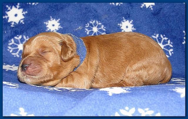 Dancer Ripley puppies 1 week old 003