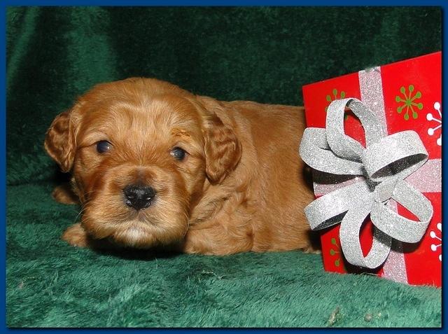 Dancer Ripley puppies 3 weeks old 058