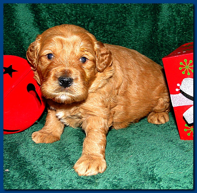 Dancer Ripley puppies 3 weeks old 062