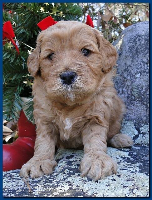 Dancer Ripley puppies 4 weeks old 011