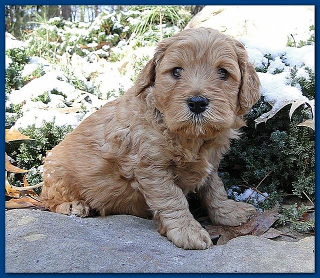 Dancer Ripley puppies 5 weeks old 003