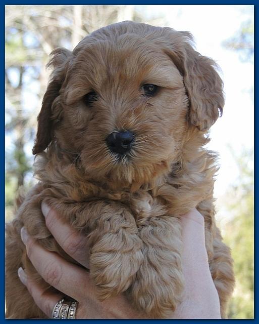 Dancer Ripley puppies 6 weeks old 030