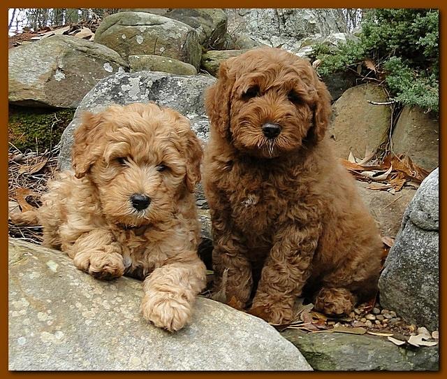 Dancer Ripley puppies 8 weeks old red and blue 011