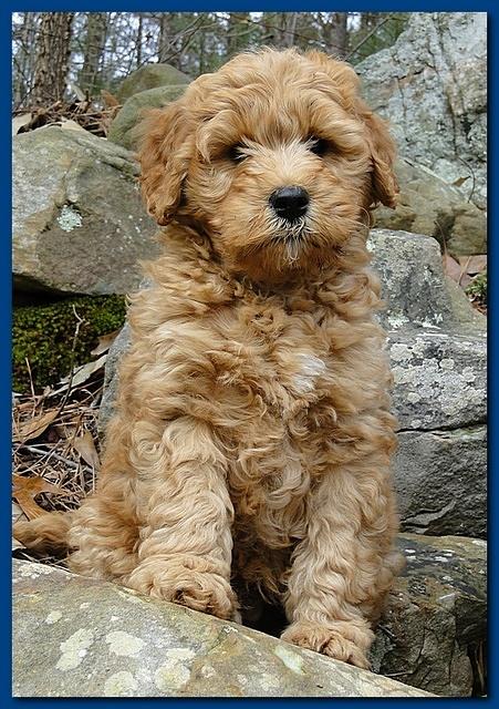 Dancer Ripley puppies 8 weeks old red and blue 012