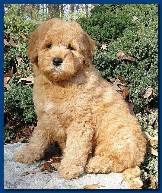 Dancer Ripley puppies 9 weeks old Parker 001