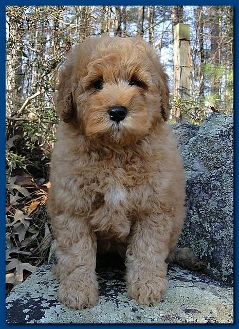 Dancer Ripley puppies 9 weeks old Parker 002