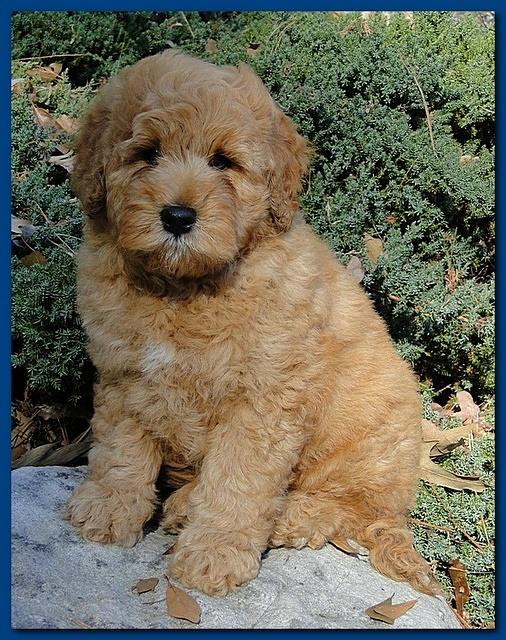 Dancer Ripley puppies 9 weeks old Parker 006