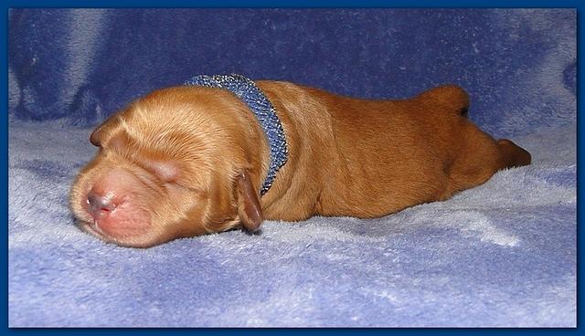 Dancer Ripley pups 4 days old 001