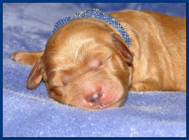 Dancer Ripley pups 4 days old 002