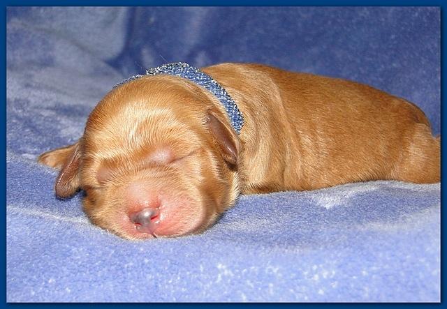 Dancer Ripley pups 4 days old 004