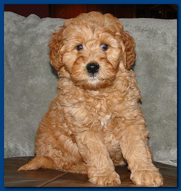 going home....and parker 8.5 weeks old 003