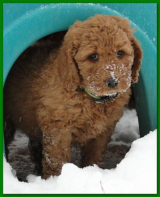 Dancer Bailey puppies 7 weeks snow 005
