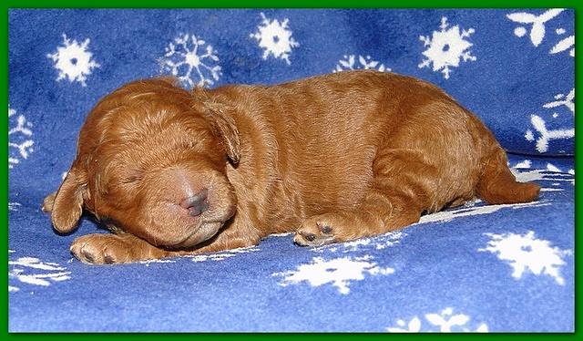 Dancer Ripley puppies 1 week old 010