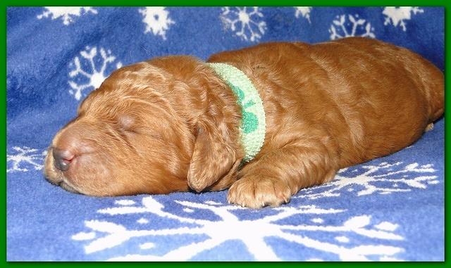 Dancer Ripley puppies 1 week old 012