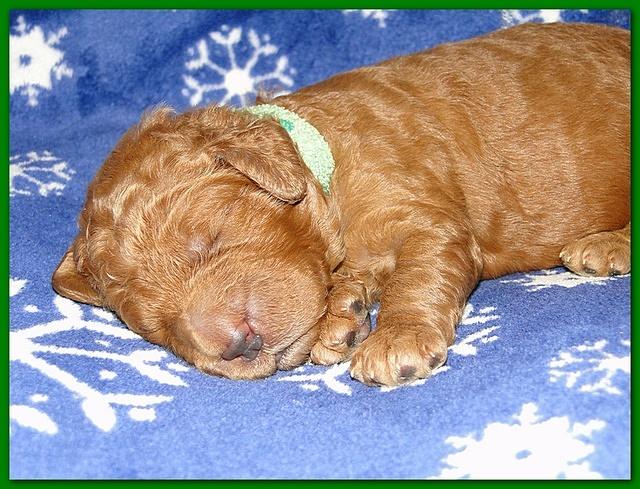 Dancer Ripley puppies 1 week old 014