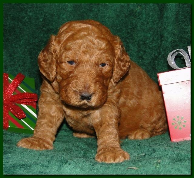 Dancer Ripley puppies 3 weeks old 077