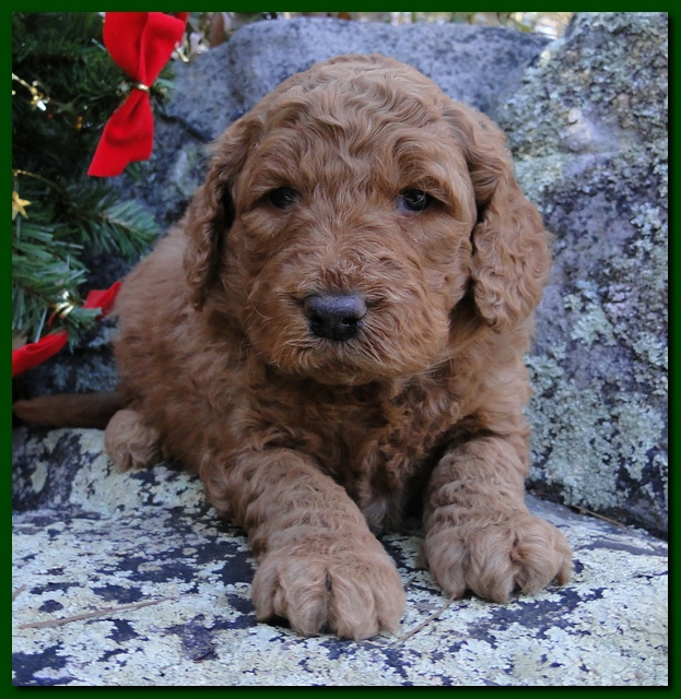Dancer Ripley puppies 4 weeks old 021