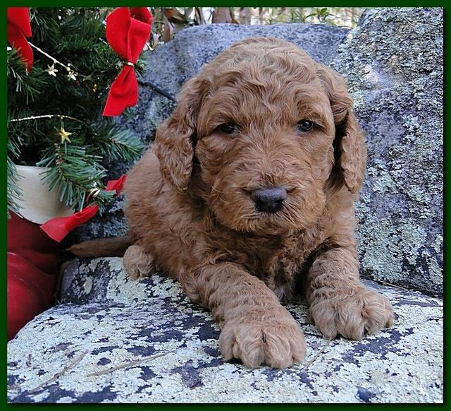 Dancer Ripley puppies 4 weeks old 022